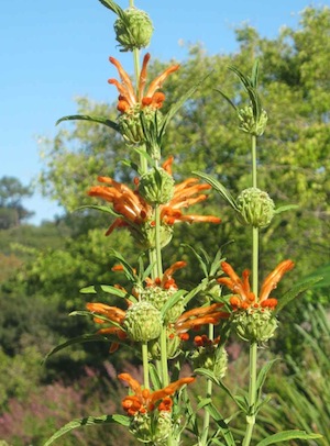 The stately seed pompoms of Leonotis, a drought tolerant plant