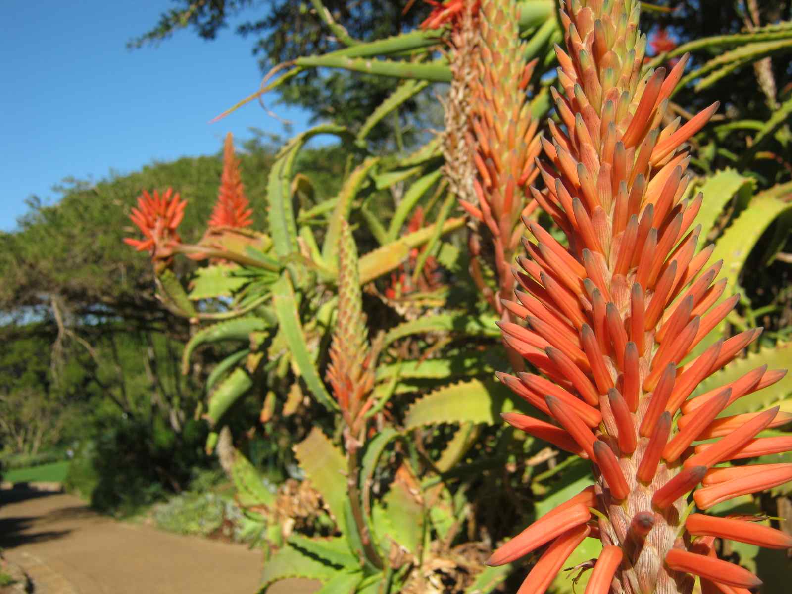 Aloe arboresens tolerates semi shade but loves heat and light