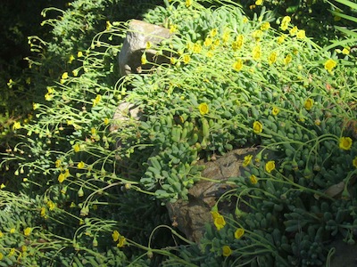 a rocky terrace with excellent drainage provides an ecological niche in Mediterranean gardening