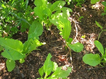 seedlings inserted between other established plants extend your vegetable garden planner