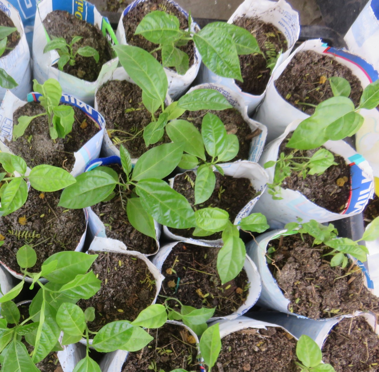 very young passion fruit vines before they develop an elongated form and tendrils