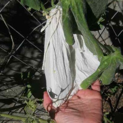 weeks later the same cucumber has swollen to fill the sack, and has no fruitfly
