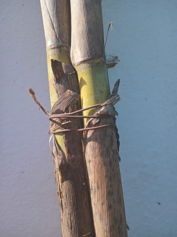 three culms bound with wire were very sturdy