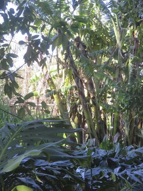 exotic vegetation thrives in a massive banana grove