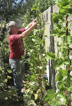 does your vegetable garden planner include walls ?