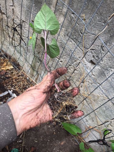 bean seedling showing strongly developed roots 