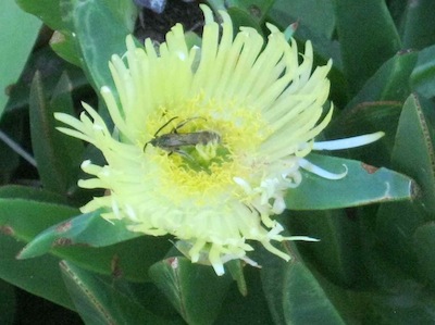 beetle pollinator and possible predator