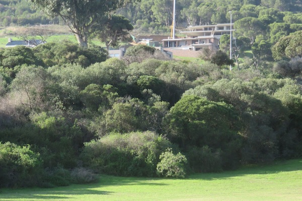 A natural mini ecosystem, a strip-forest that is fenced off with limited access in a pricy area of town