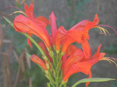 drought tolerant plants may adapt for bird pollination