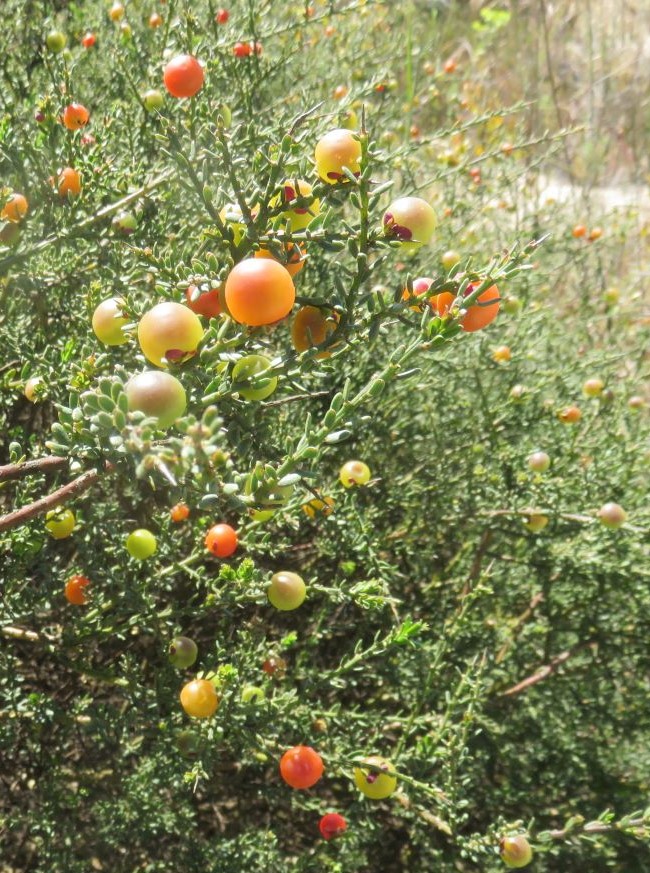Nylandtia spinosa, an edible fruit also known as skilpadbossie. Perhaps feeding it to tortoises will improve germination, says the reserve's horticulturist.