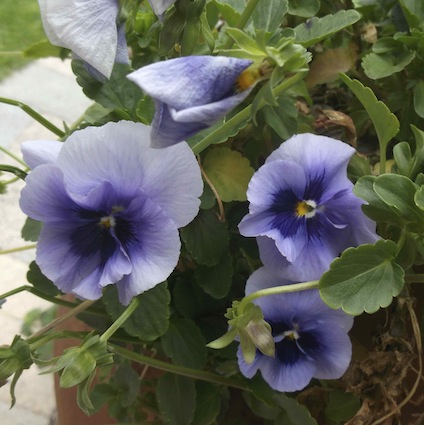 blue pansies