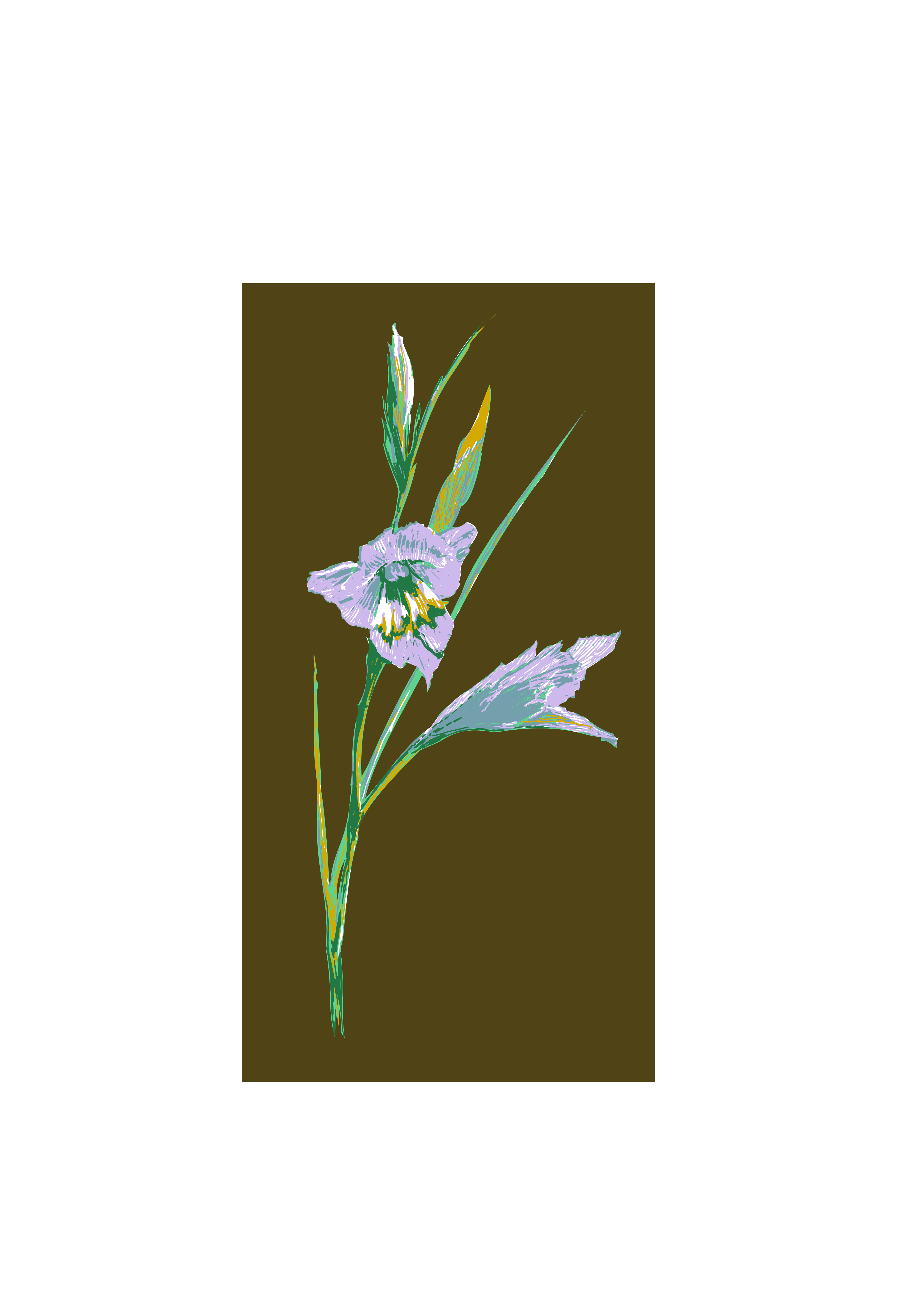 wild blue gladiolis Gladiolus gracilis