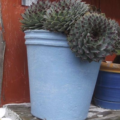 playing with colour and garden pots