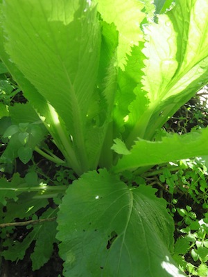 a really upstarting Chinese cabbage