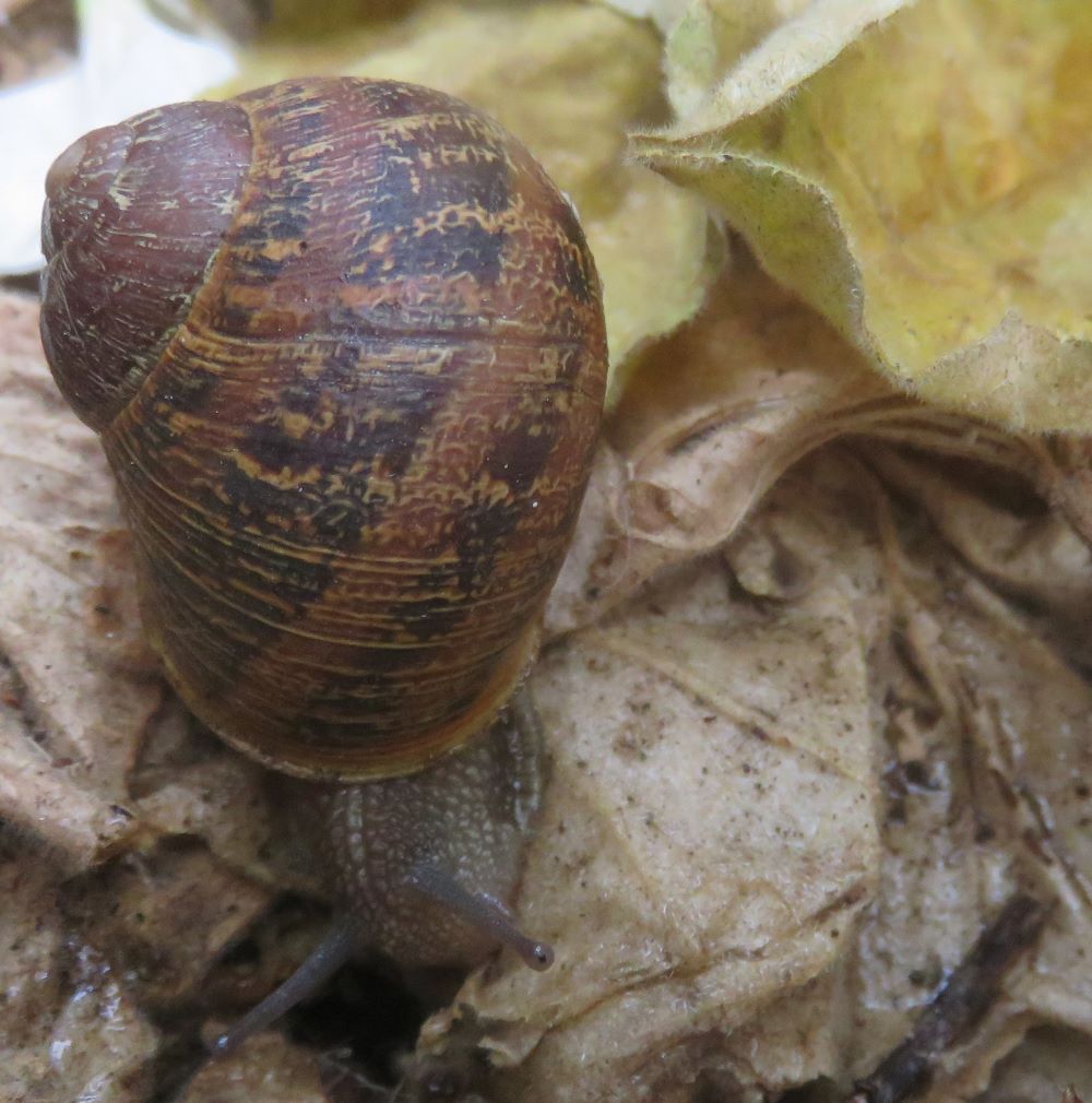 Snails eat decomposing vegetative matter.