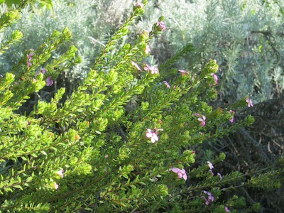 Buchu, in the Kirstenbosch perfume garden, is one of the Cape's summer drought tolerant plants that responds by making ethereal oils