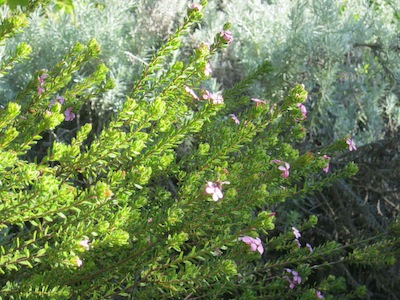 Buchu, in the Kirstenbosch perfume garden, is one of the Cape's summer drought tolerant plants that responds by making ethereal oils