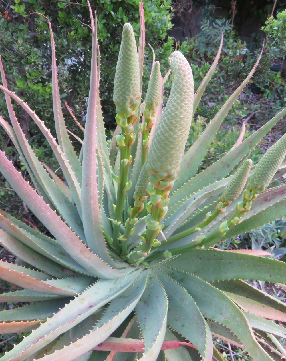 The candelabra aloe flower buds appear in May, the start of our winter.