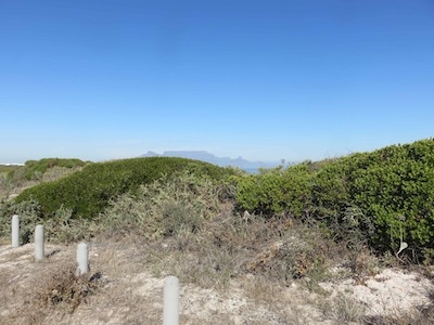 Bushes sculpted by the wind in the sand dunes.