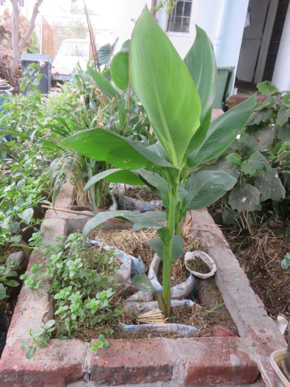 Perennial root vegetable, cannas, growing in the grey water system which uses soil to clean dirty water.