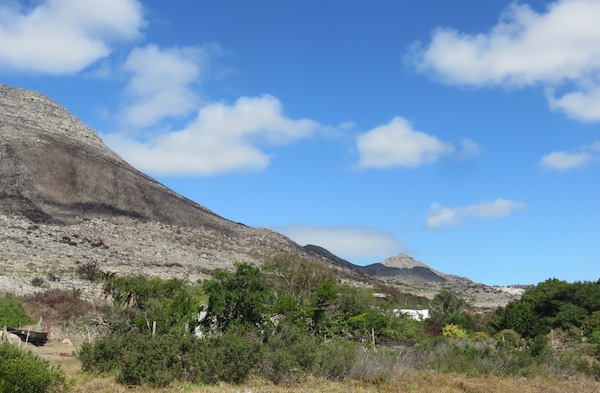 The nursery is an oasis of green in the gray Cape Point firescape