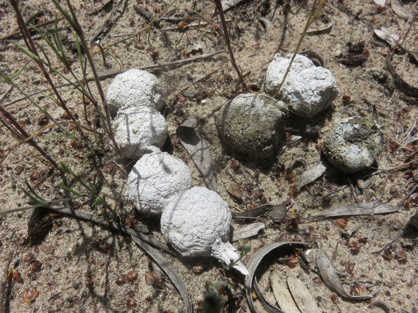 The white color and compact wads of hair in caracal scat shows they are eating a lot of animal bones, for example those of the ample gerbil and field mice, and the occasional domestic cat.