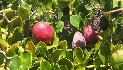 these wild berries indigenous to kzn remain on the tree till dry. thier intimidating thorns can be avoided by using long braai tongs