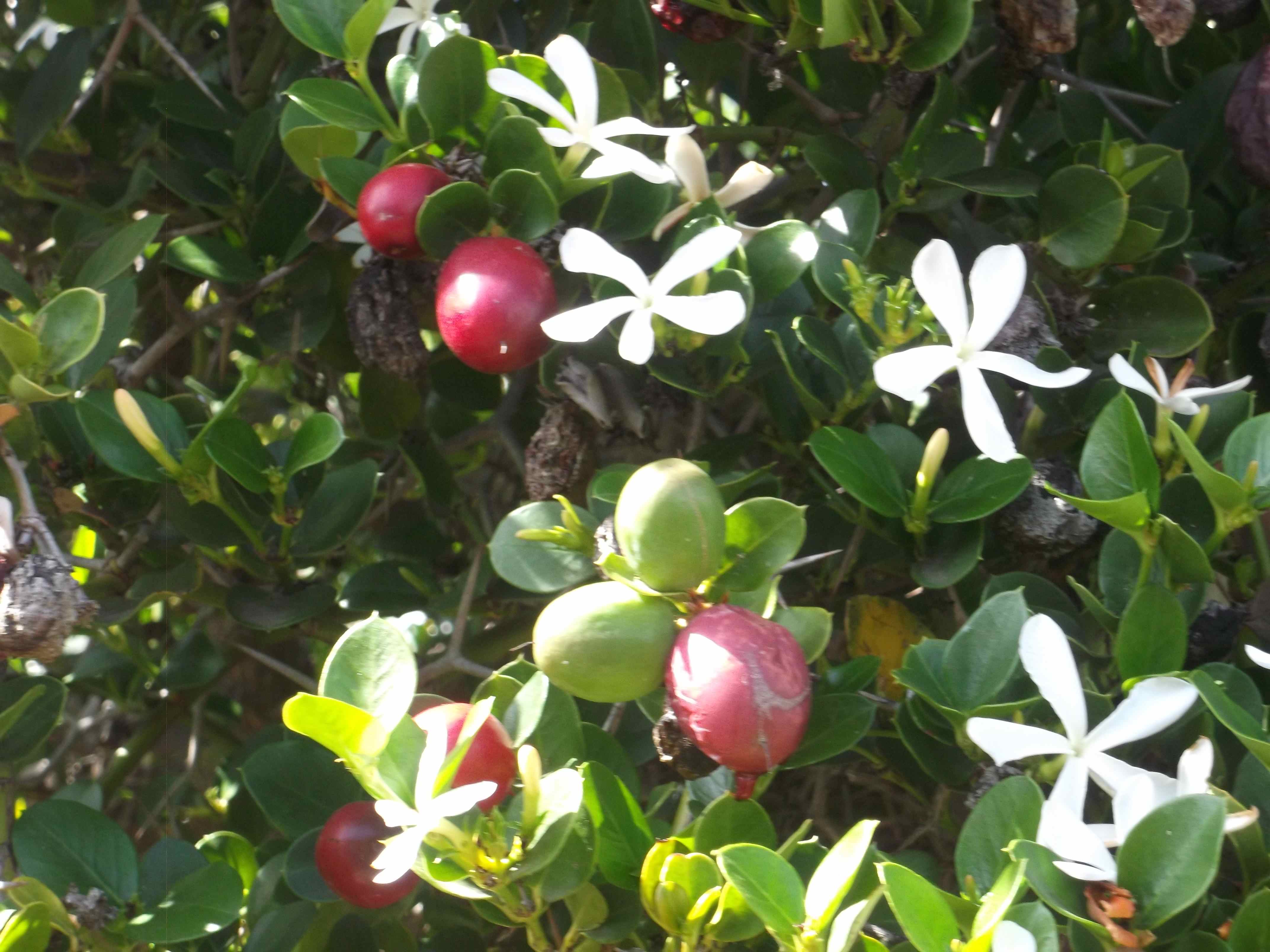Carissa bispinosa, lovely gardenia perfume, delicious fruit, inconvenient thorns, great hedge plant