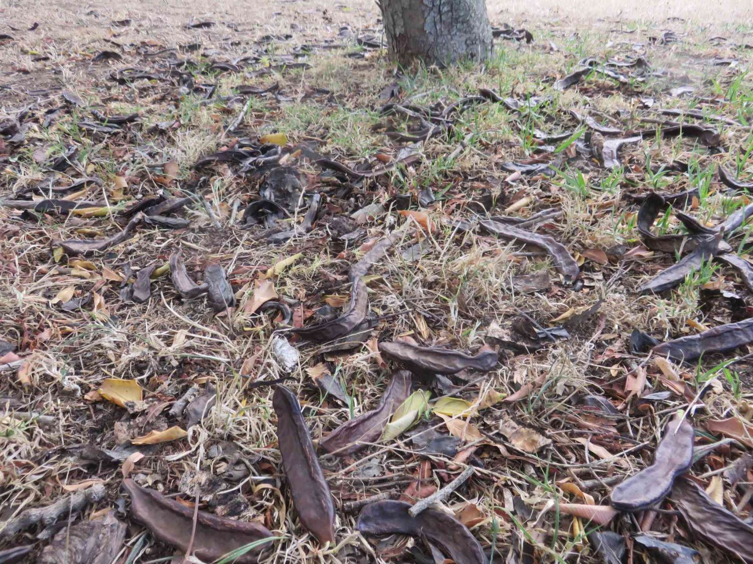 Pods on the ground under a female carob tree, which bore three times this amount.