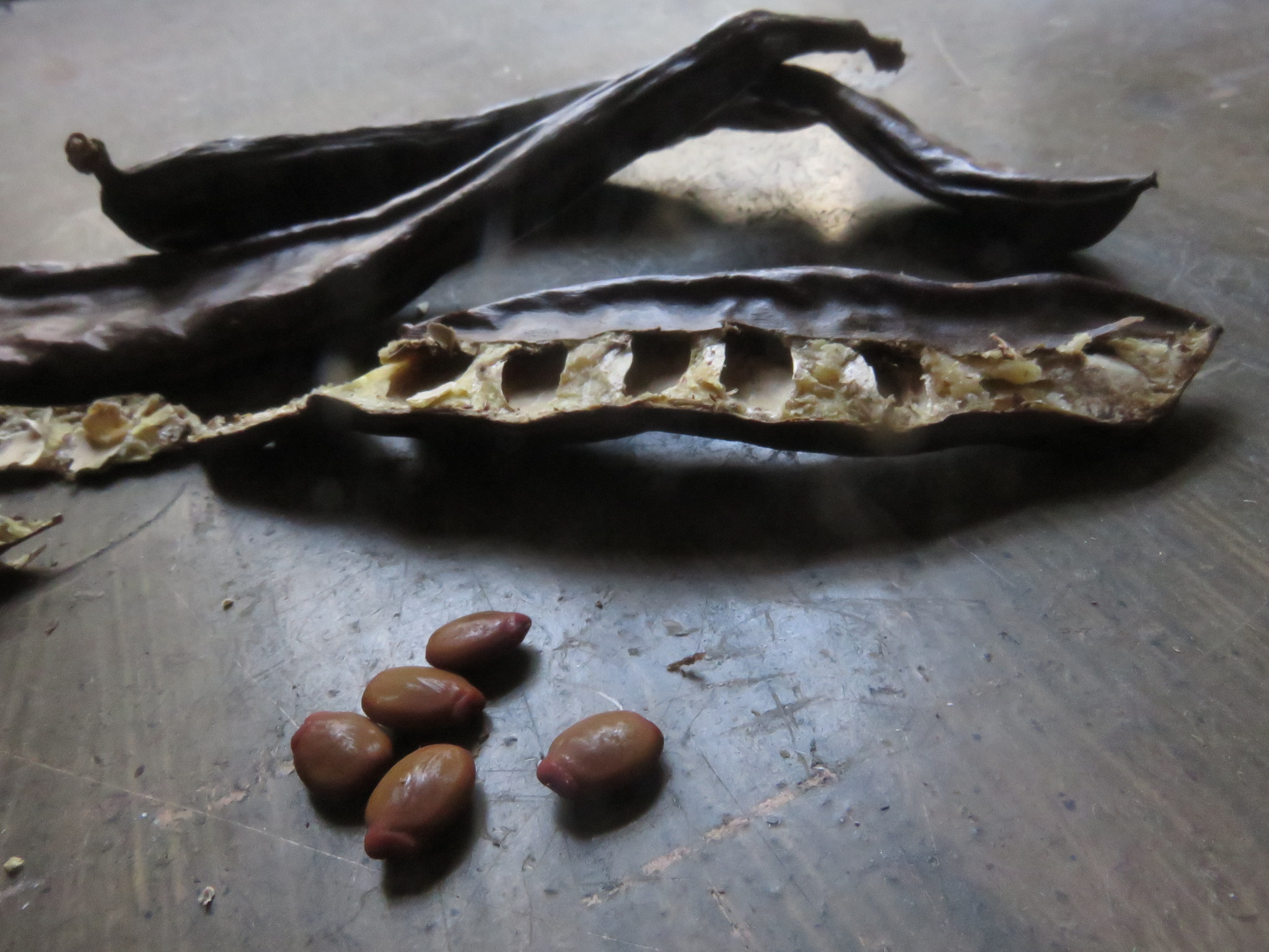 The sugary interior of the bean which holds the seeds