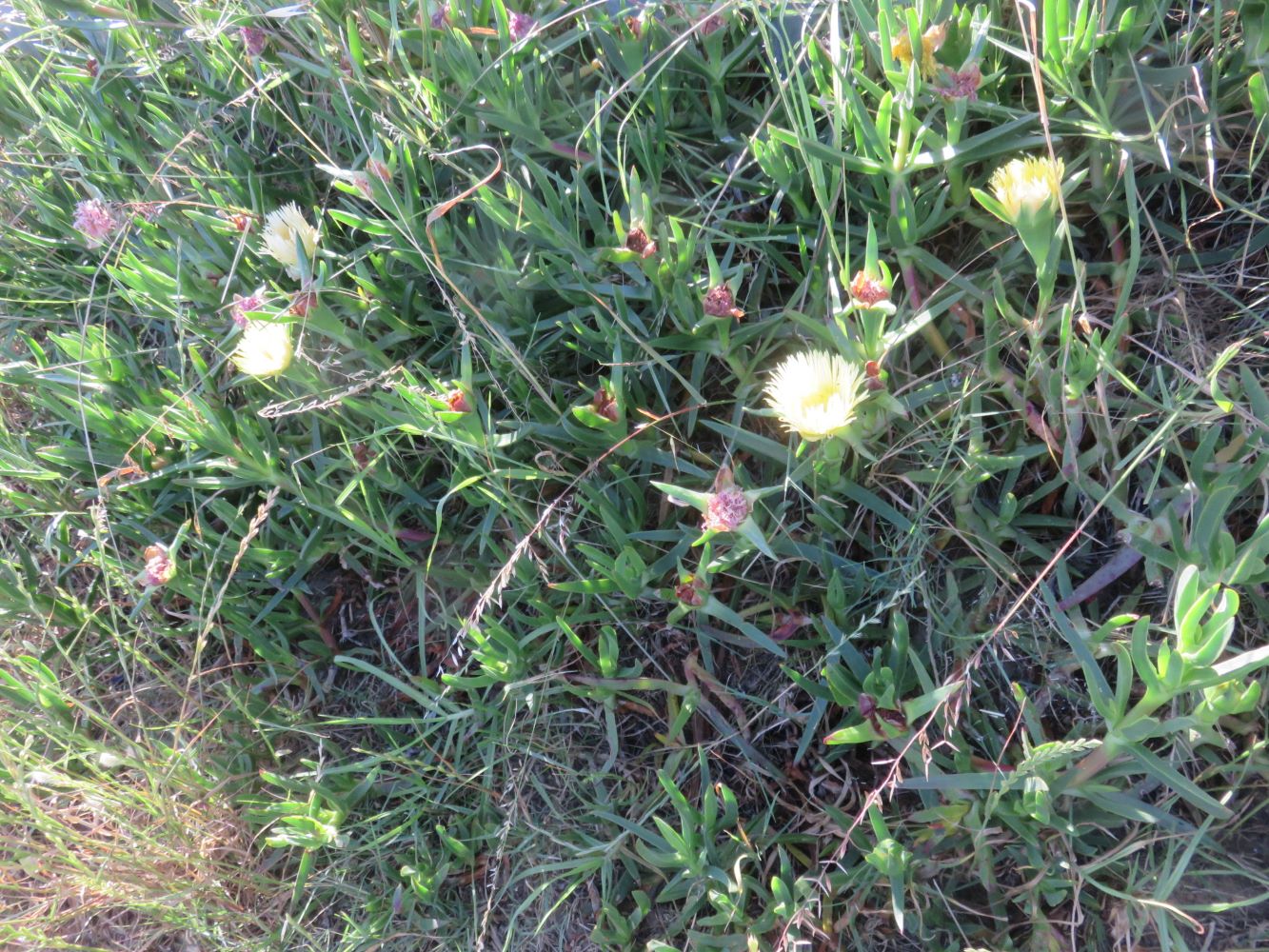 Carpobrotus