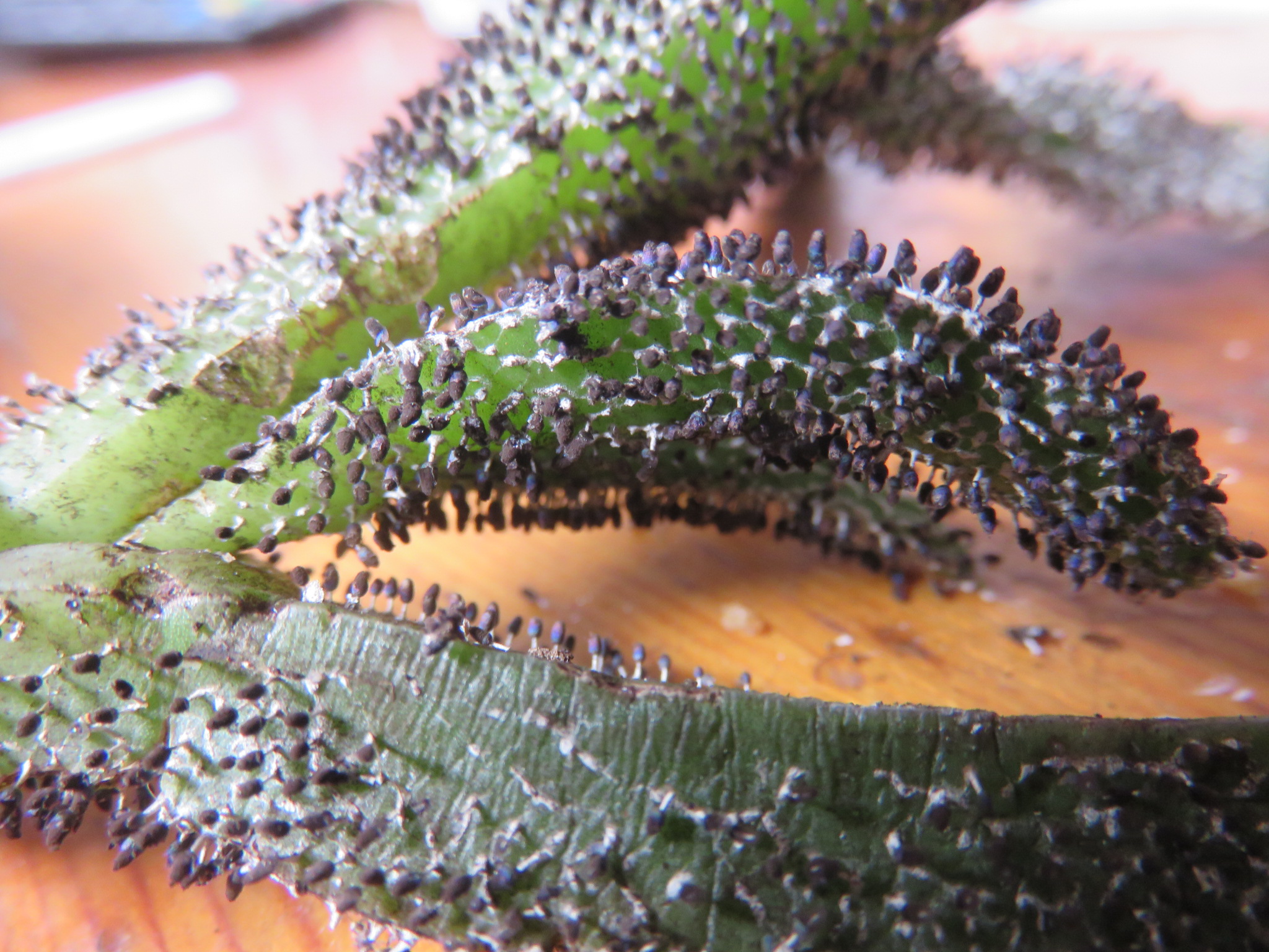 Carpobrotus from my garden infected with hundreds of tiny mushrooms