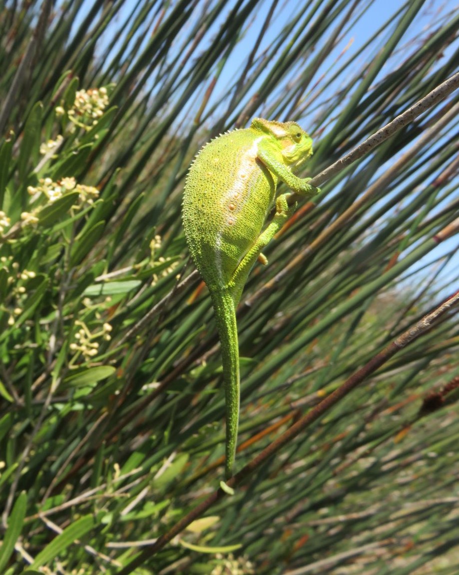 This lovely chameleon is a sign of recovering diversity.