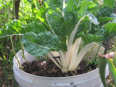 chard loves pots, but water regularly