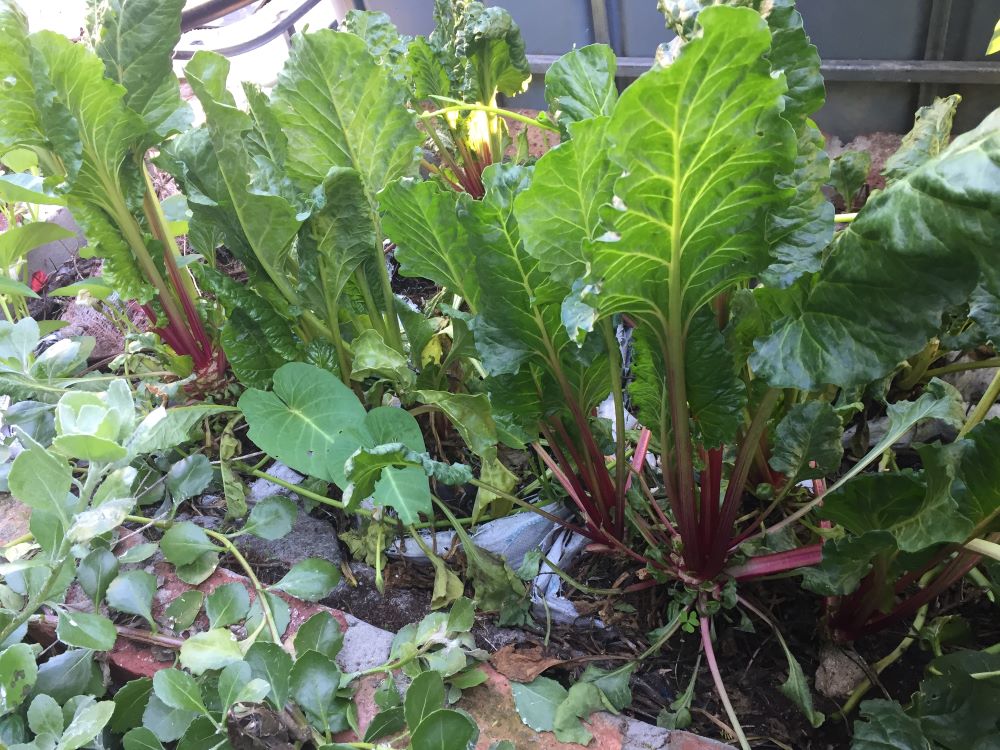 Chard flourishes in my grey water system. 