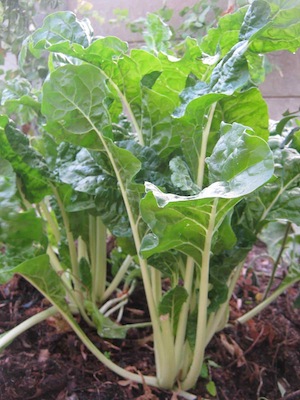Growing chard is not demanding. Water and compost suffices