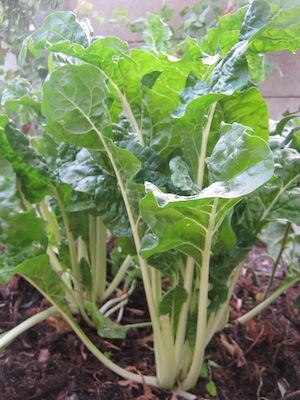 Growing chard is not demanding. Water and compost suffices