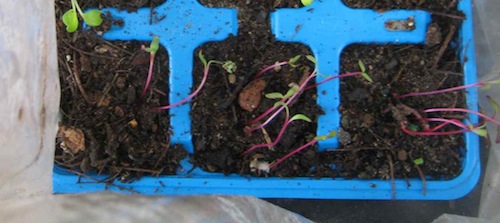 This chard stayed too long in plastic, but can be saved