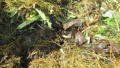 a layer of kelp beneath the straw