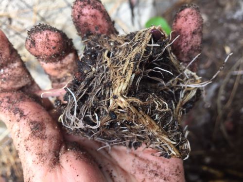 close up of strong seedling roots