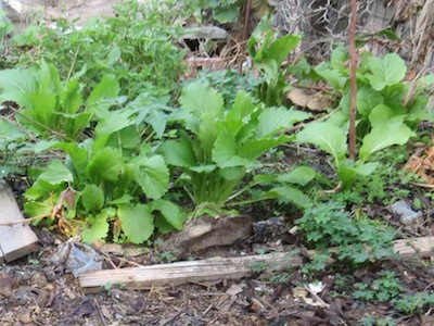 mustard.. or is it Chinese cabbage ? weeks after planting