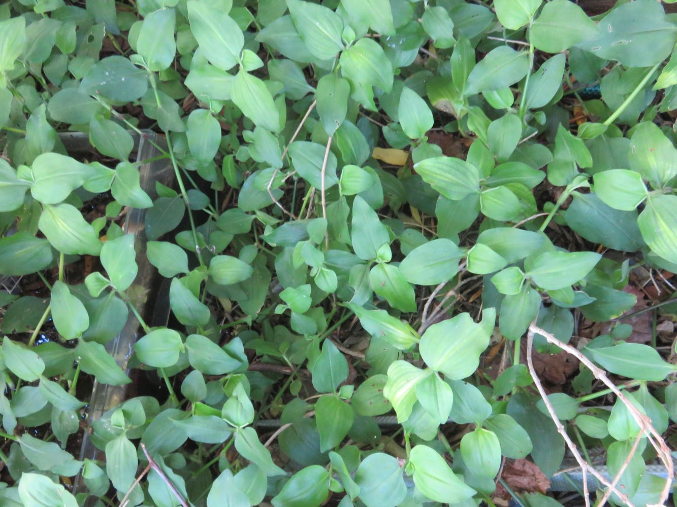 massed Commelina