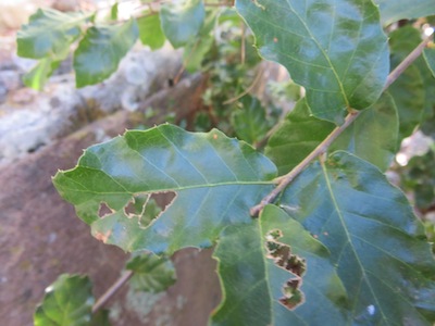 the cork oak growing under the pocket forest canopy