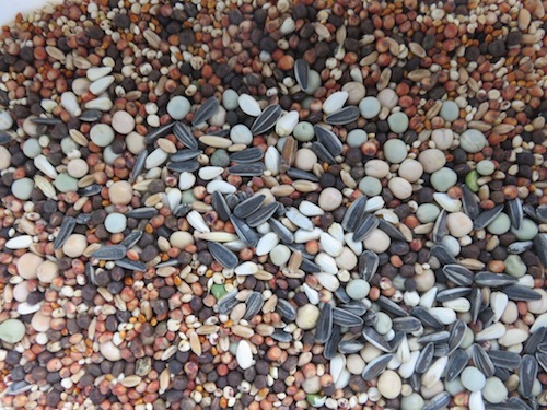 Bird seed mix for cover crops