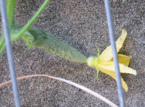 a young cucumber fruit before bagging