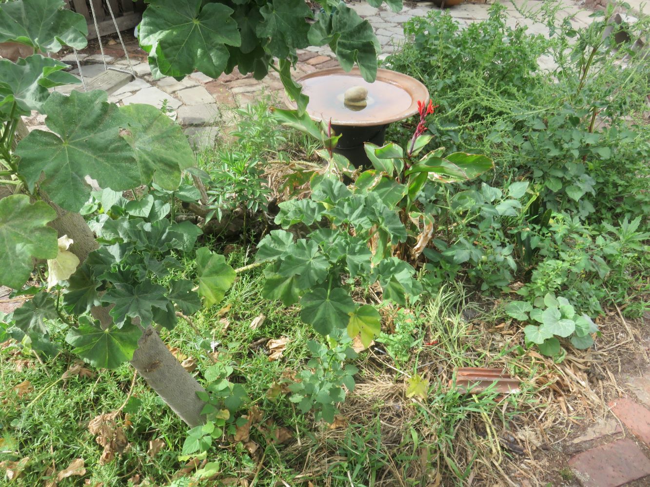 A bed of cultivated 'weeds' that self seed. No maintenance and so much food !