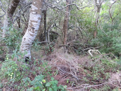 A self sustaining forest has plenty of dead wood