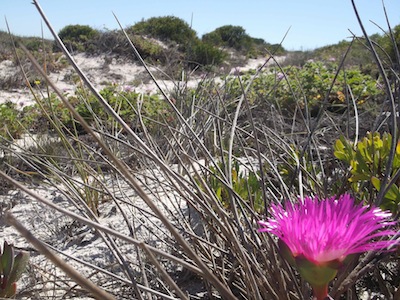 food, forest and a way forward in our drought stricken Cape