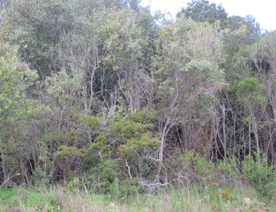 A recovering forest at Kirstenbosch, so dense it is impossible to walk in it