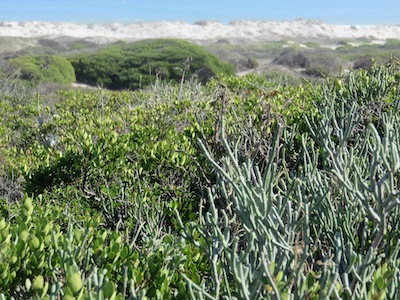 dune forest of the Strandveld with 3m hemispherical dark green bush clump canopy in mid ground and pioneer vegetation in foreground